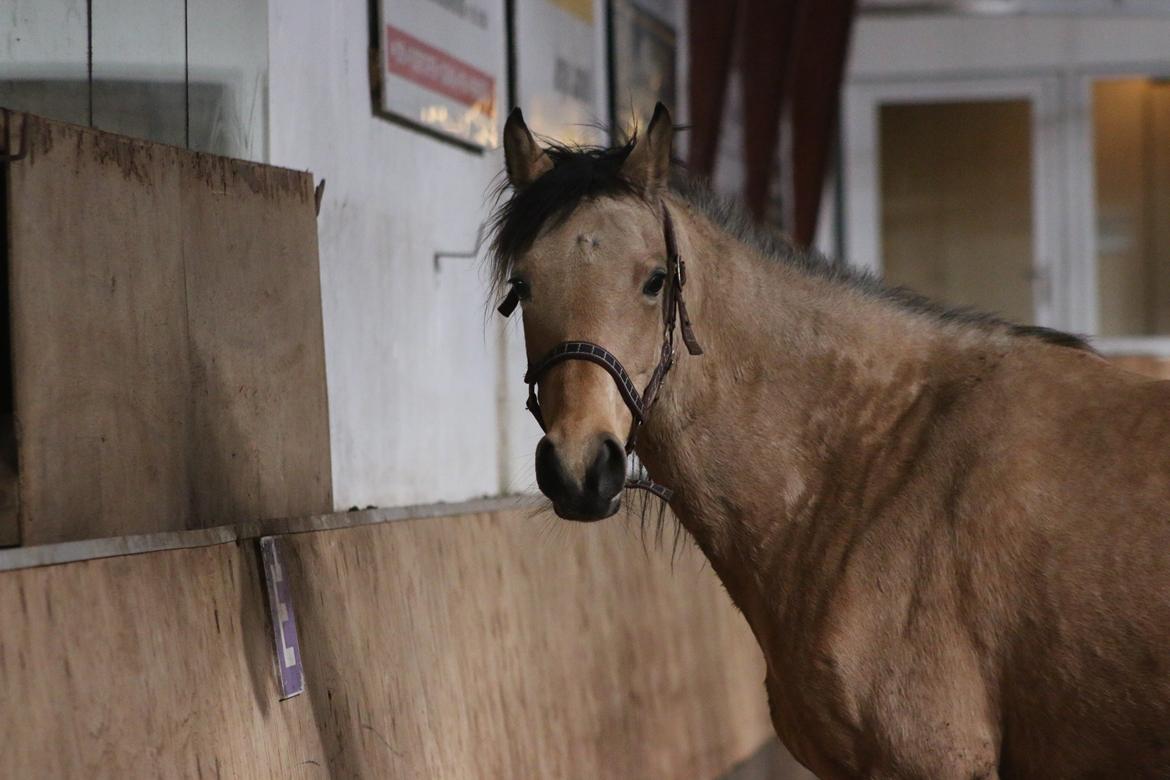 Welsh Partbred (Sec F) Aastrupgaards nyx billede 25