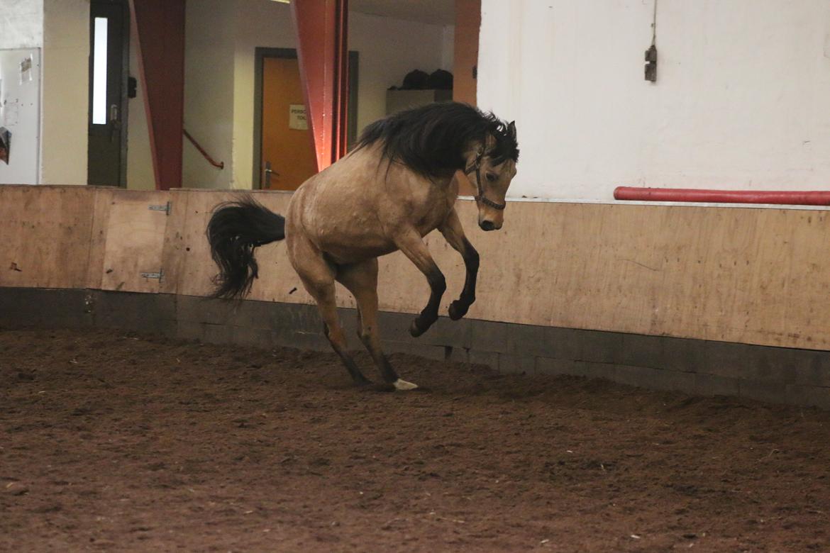 Welsh Partbred (Sec F) Aastrupgaards nyx billede 21