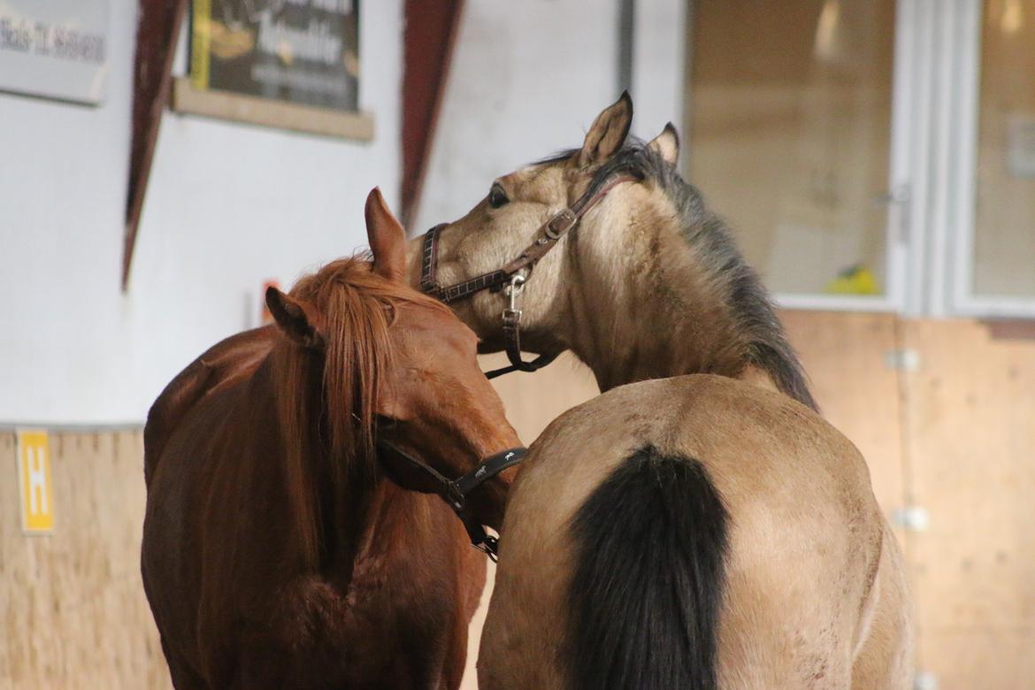 Welsh Partbred (Sec F) Aastrupgaards nyx billede 27