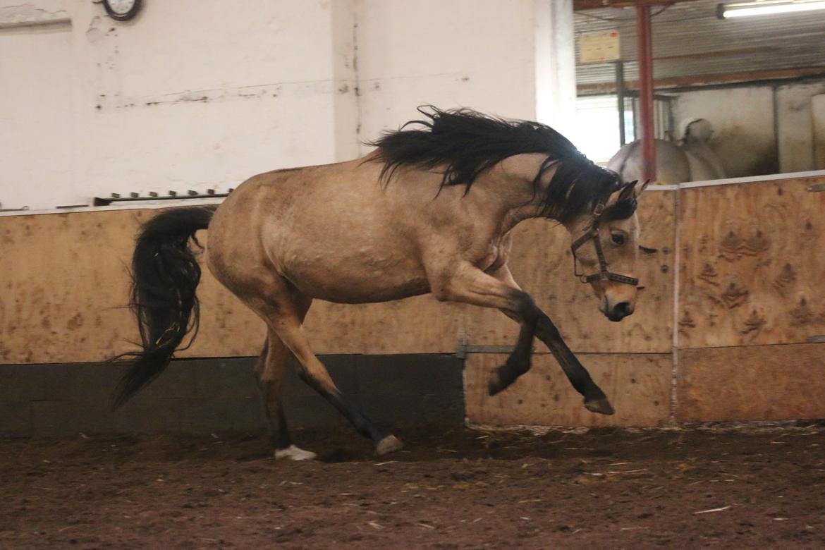 Welsh Partbred (Sec F) Aastrupgaards nyx billede 22