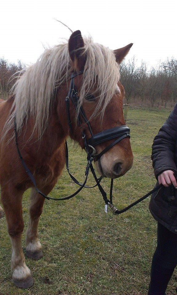 Haflinger Højemindes Stjerne billede 9