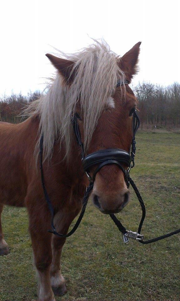 Haflinger Højemindes Stjerne billede 10