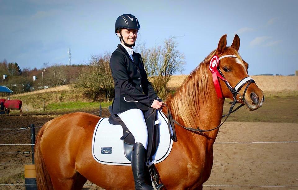 Arabisk fuldblod (OX) Mihrabs Beauty - Første stævne. Vinder af LD1 med 73,33% billede 14