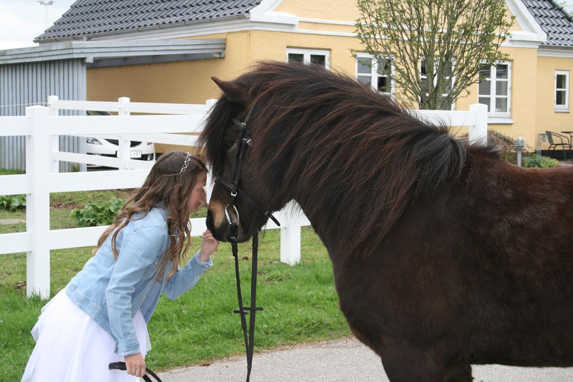 Islænder Hrammur fra Miðhjáleigu - Konfirmation 2013 billede 3