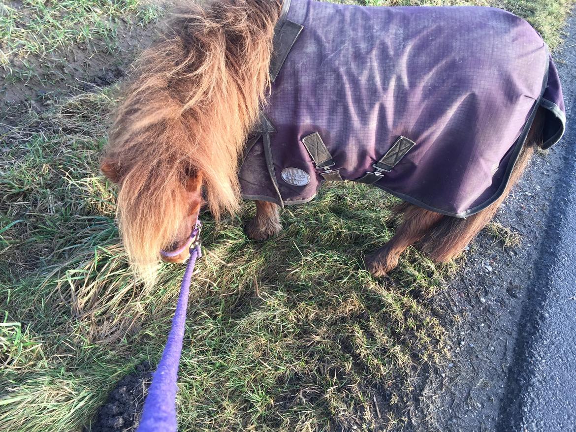 Shetlænder Bella billede 10