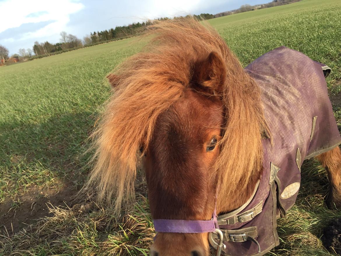 Shetlænder Bella billede 11