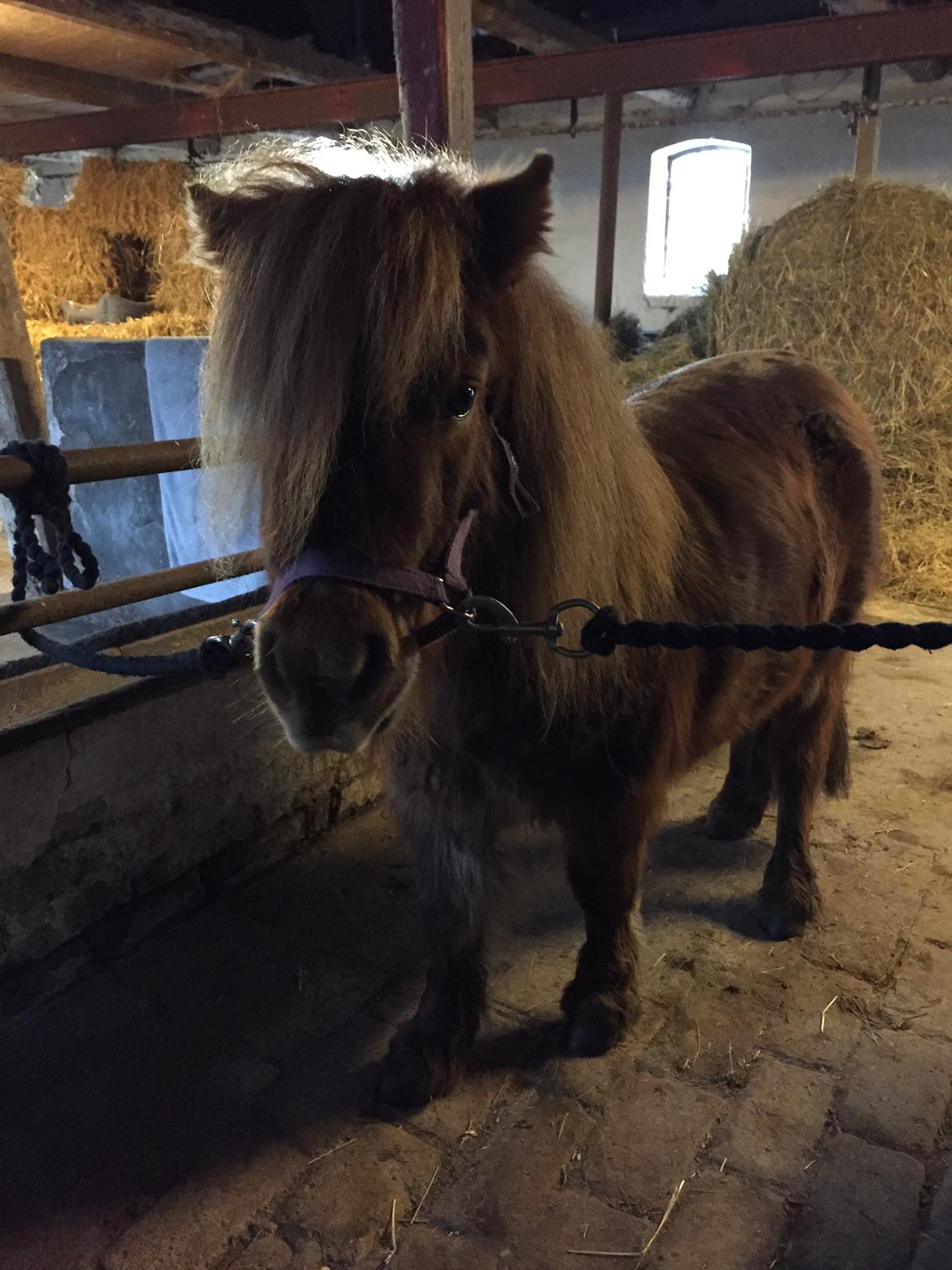 Shetlænder Bella billede 2