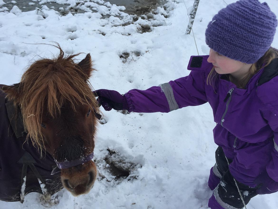Shetlænder Bella billede 12