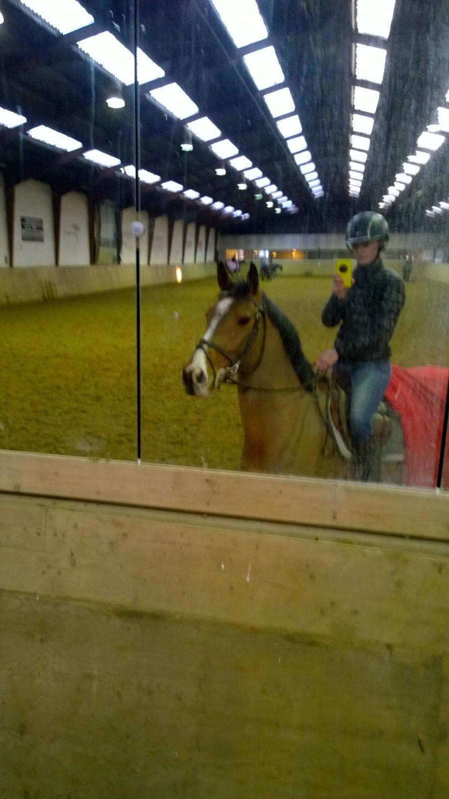 Tysk Oldenburger Clasira Linde  billede 12