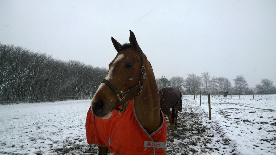 Tysk Oldenburger Clasira Linde  billede 3