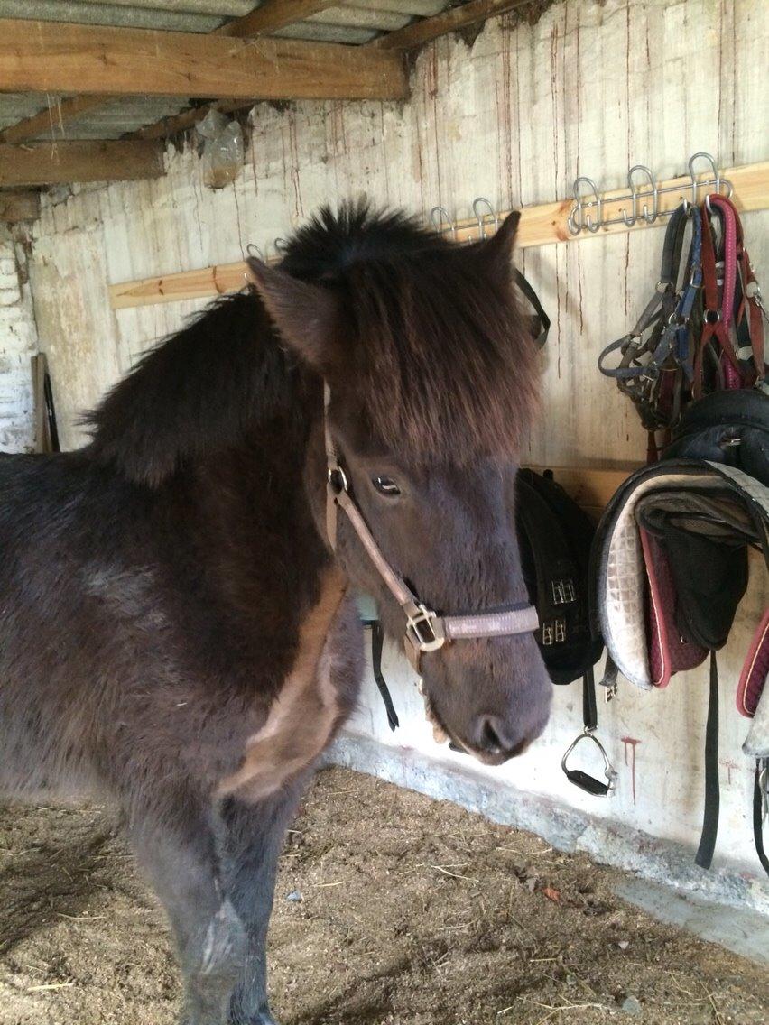 Islænder Draupnir fra Lykkegård *udlånt* billede 40