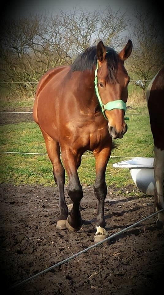 Anden særlig race Nymarksgaards. Armarni billede 17
