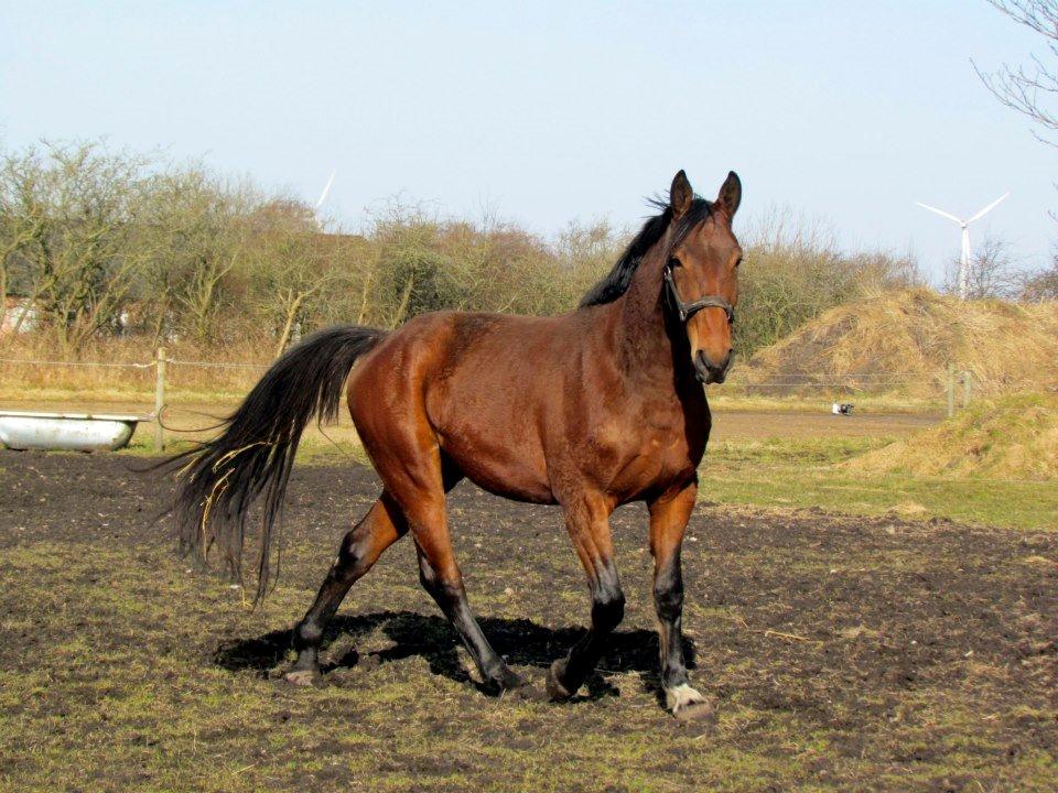 Anden særlig race Nymarksgaards. Armarni billede 18