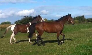 Anden særlig race Nymarksgaards. Armarni billede 20