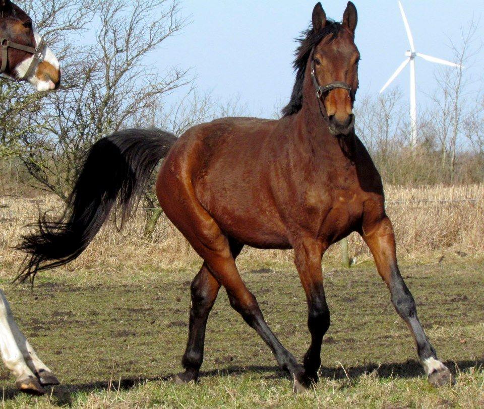Anden særlig race Nymarksgaards. Armarni billede 19