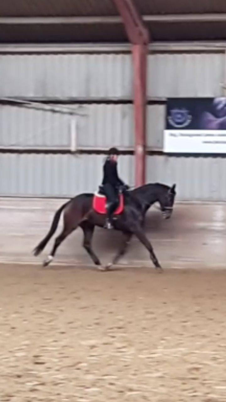 Dansk Varmblod Zucchero - Træning - Jan 15 billede 13