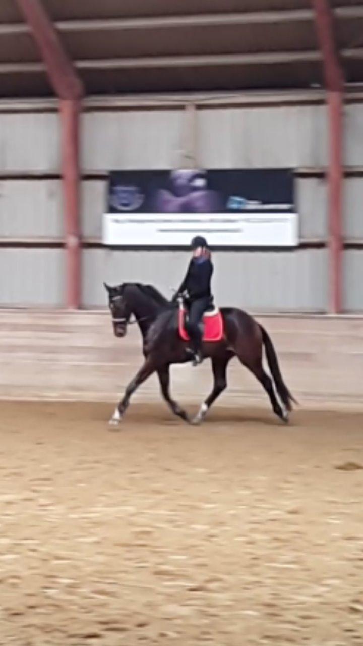 Dansk Varmblod Zucchero - Træning - Jan 15 billede 14