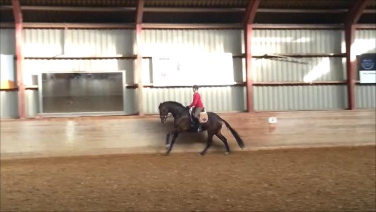 Dansk Varmblod Zucchero - Træning - Feb. 15 billede 12