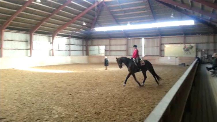 Dansk Varmblod Zucchero - Træning - Feb. 15  billede 9