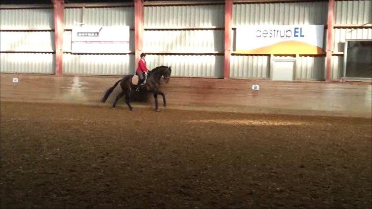 Dansk Varmblod Zucchero - Træning - Feb. 15 billede 10