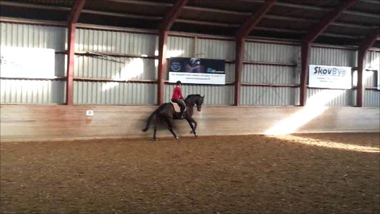 Dansk Varmblod Zucchero - Træning - Feb. 15 billede 11