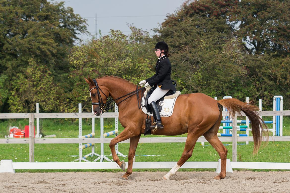 Trakehner Loulóu Sjælstofte (Himmelhest) - Foto:Tina Jeppesen. D5 mesterskab 2014 billede 3