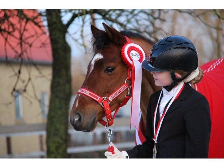 Welsh Partbred (Sec F) Dimitri A- pony  billede 5