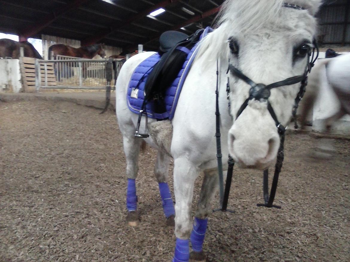 Welsh Partbred (Sec F) Stald poppels Harry Potter - Hans light purple RBH sæt -2015 (charme, selvtilid og lækkert hår) billede 12