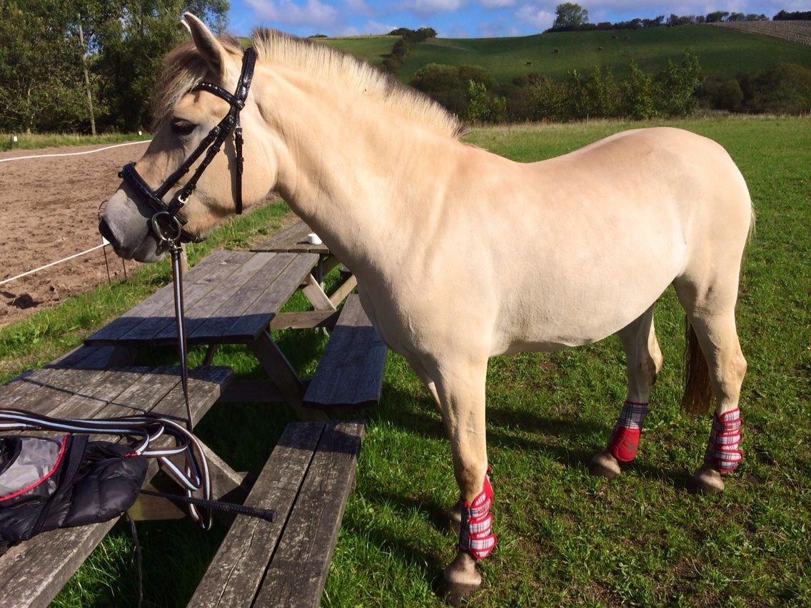 Fjordhest Oblings diva billede 4