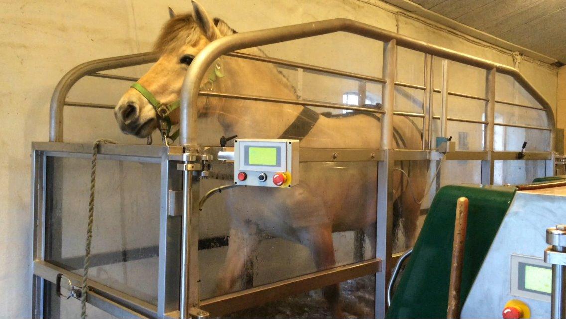 Fjordhest Oblings diva billede 2