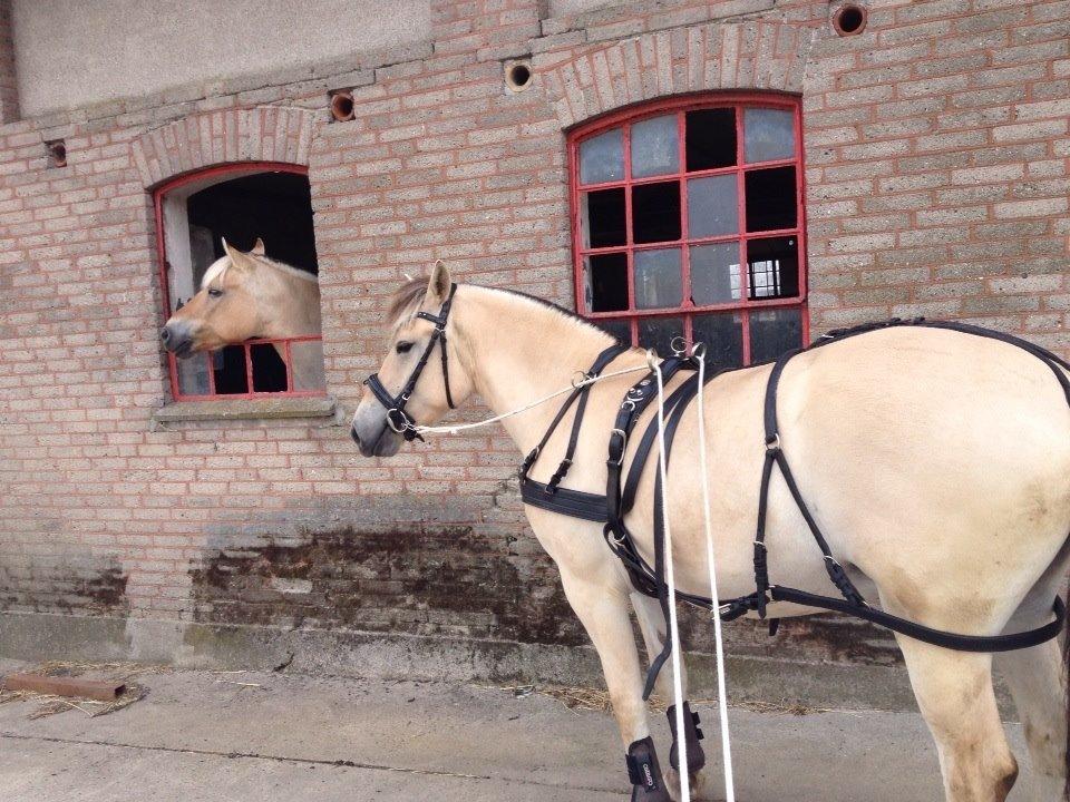 Fjordhest Oblings diva billede 5