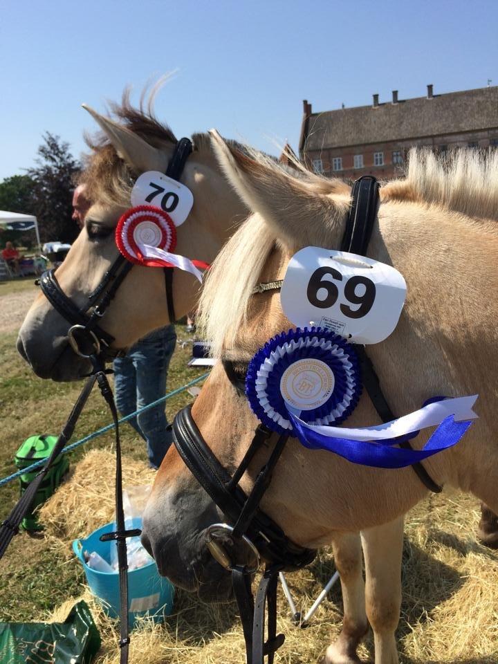 Fjordhest Oblings diva billede 3