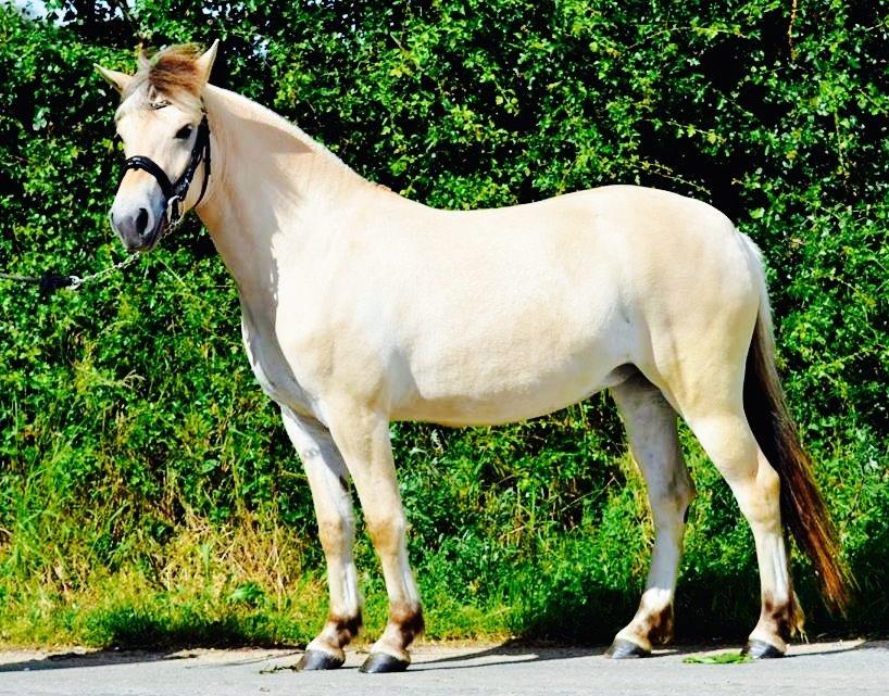 Fjordhest Oblings diva billede 1