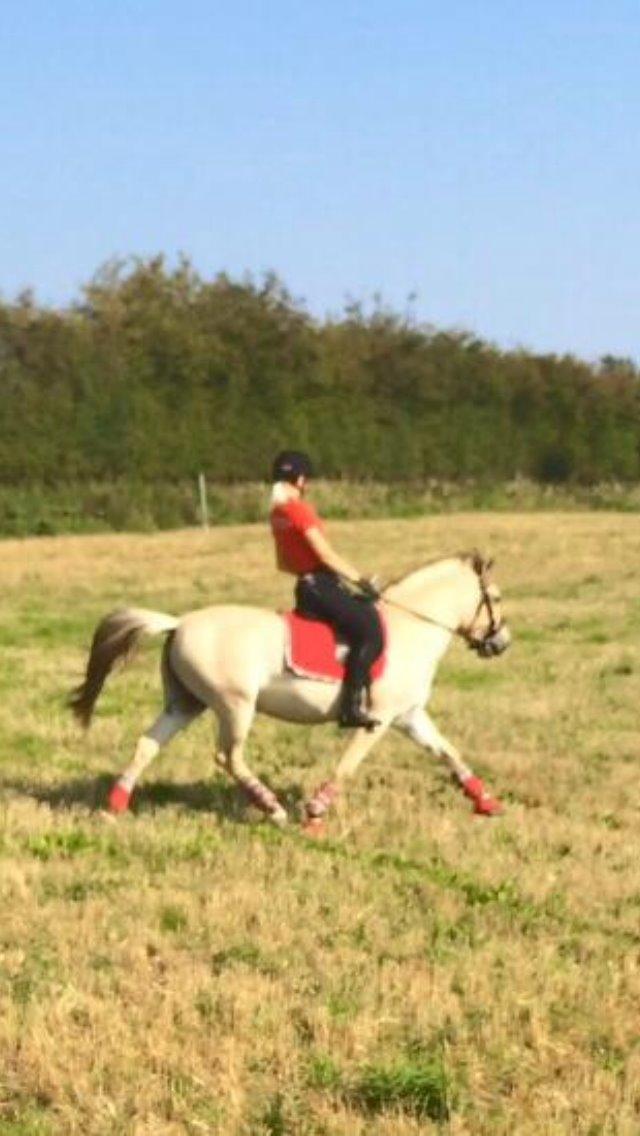 Fjordhest Oblings diva billede 6