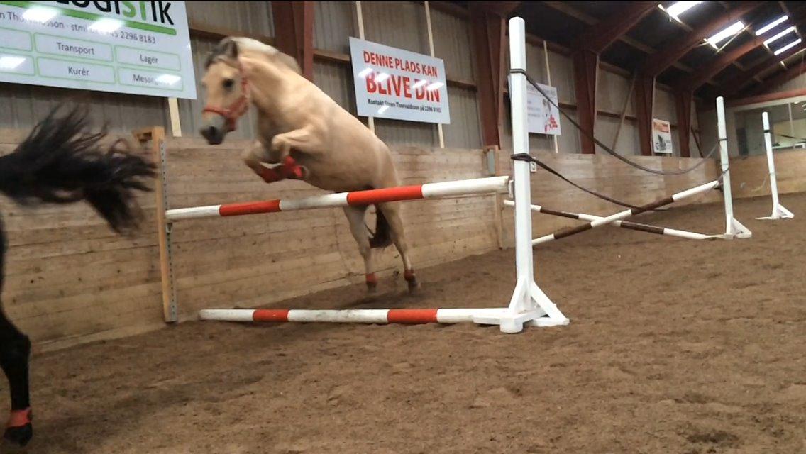 Fjordhest Oblings diva billede 7