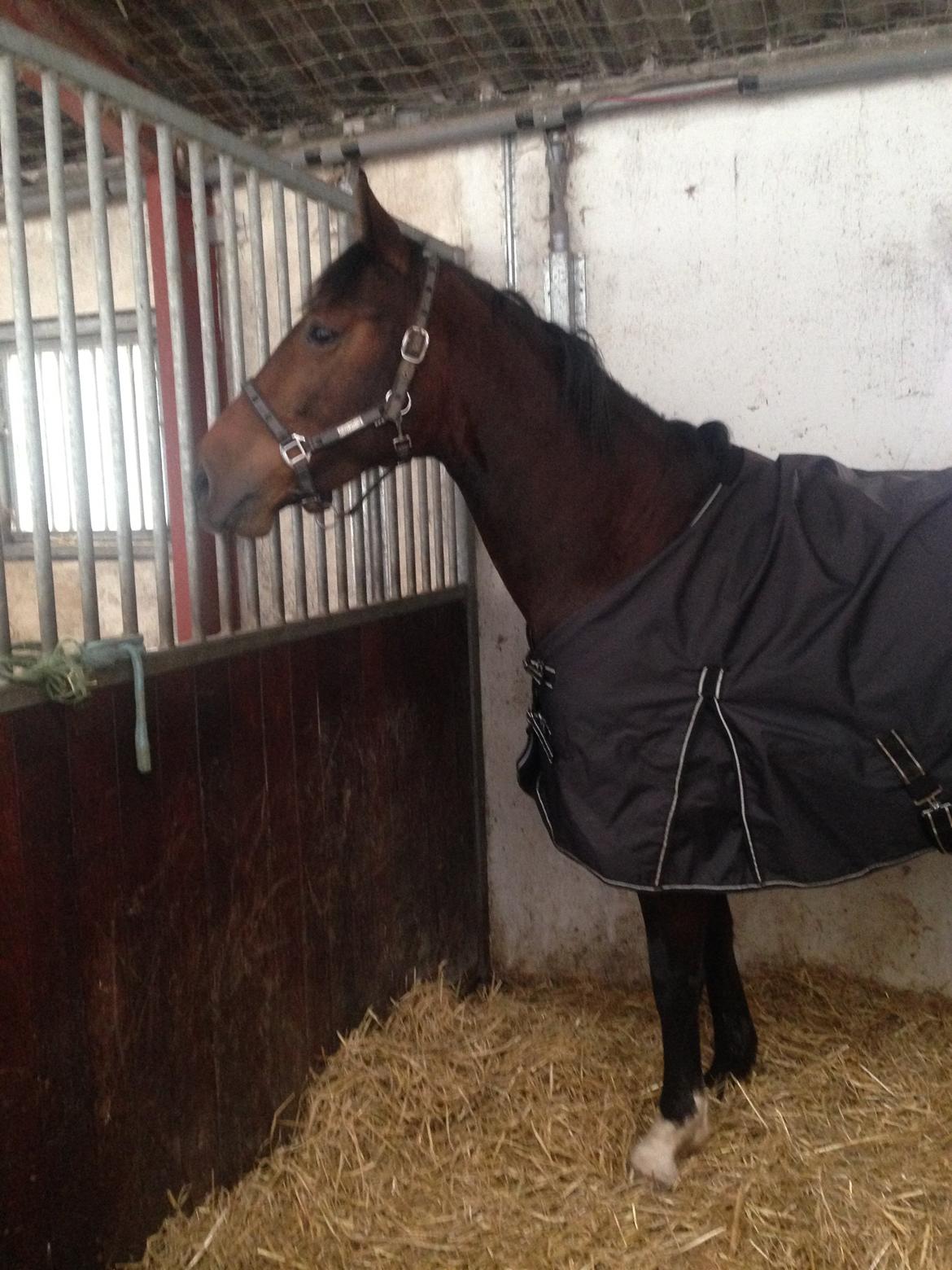 Anden særlig race Stald sofiedahl s ariel z billede 5