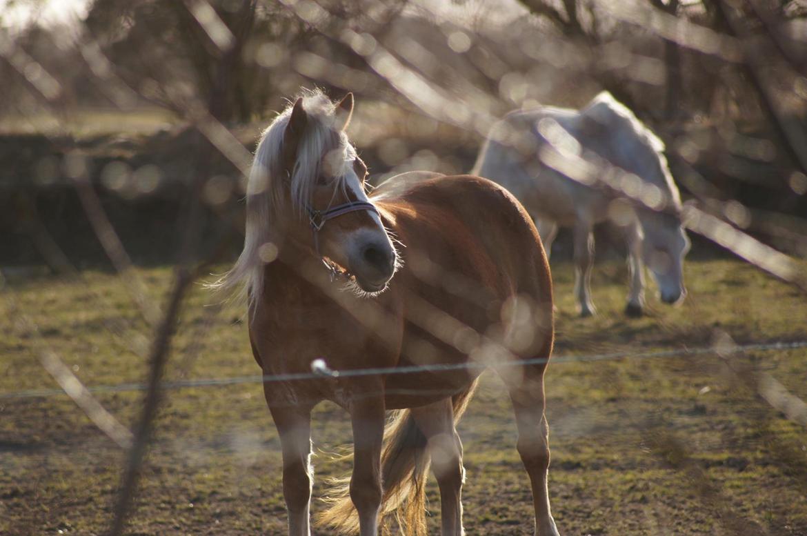 Haflinger Kim Van de mini Hoeve - Kimi 2012 billede 25