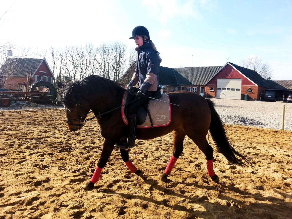 Anden særlig race MUFASJA *FASJA* søsters - Malene og Fasja træning 01-03-2015 billede 4