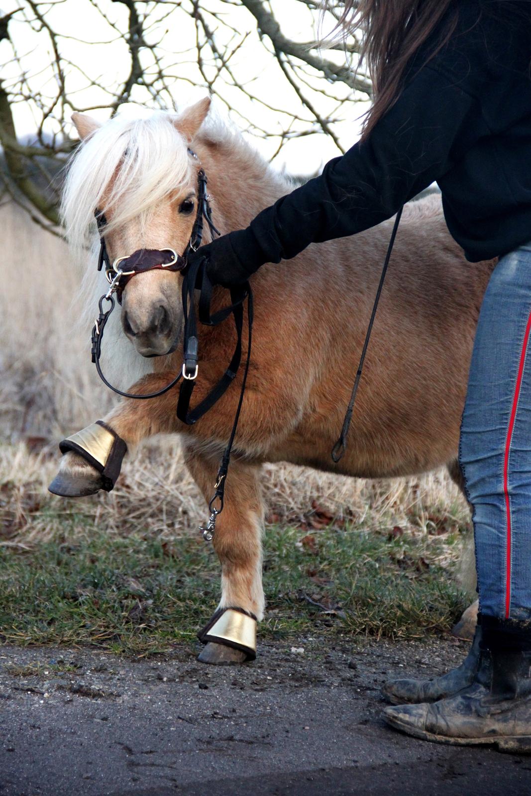 Shetlænder Stjernens Mini-Lion - Udføre lige spanske løft snildt <3 - 28 feb. 2015 billede 7