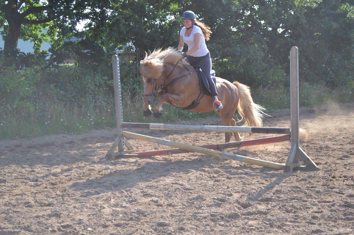 Islænder Ljomi fra Wennersminde billede 18