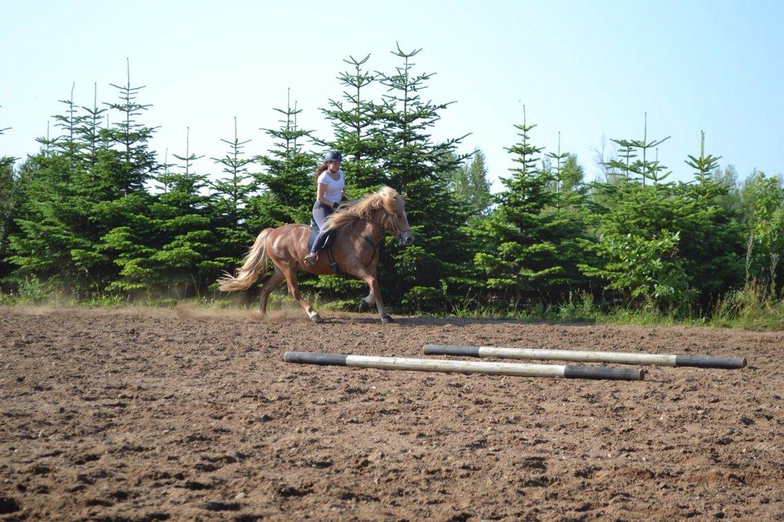 Islænder Ljomi fra Wennersminde billede 20