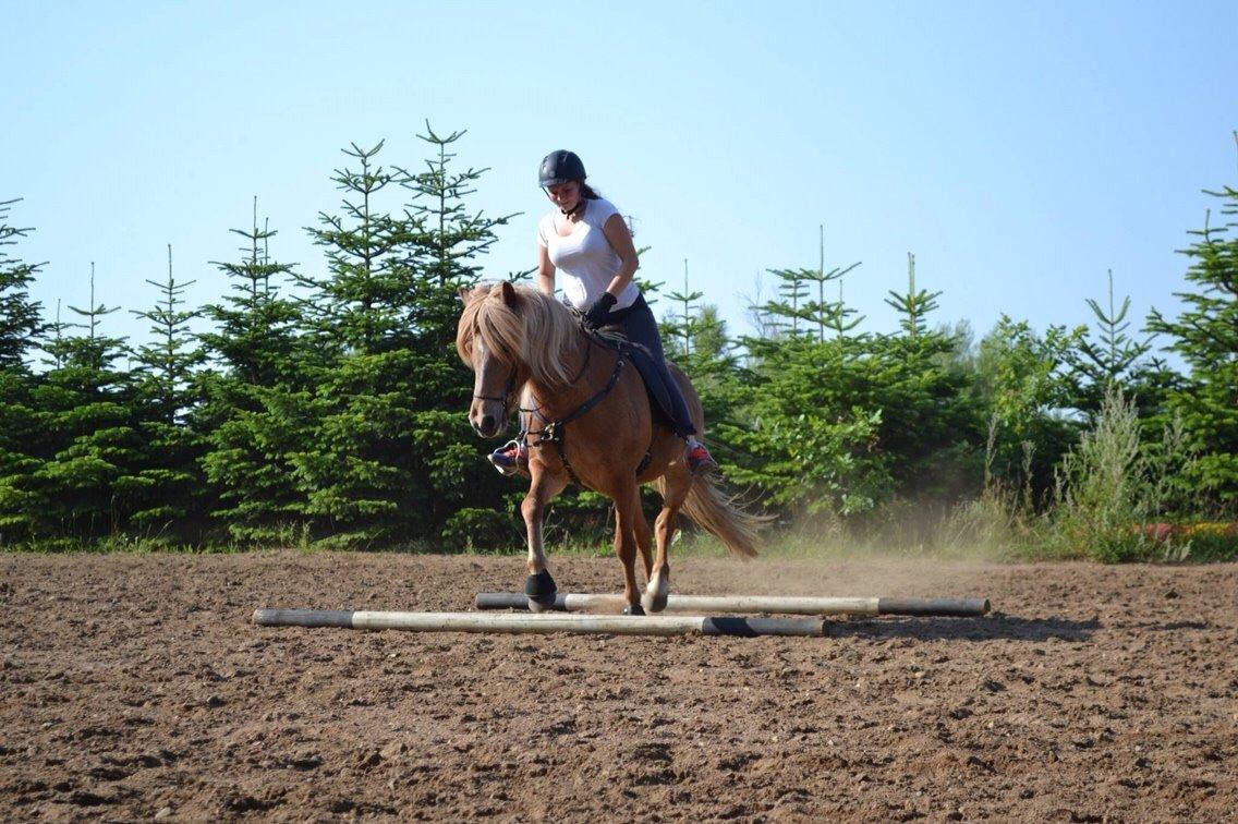 Islænder Ljomi fra Wennersminde billede 19