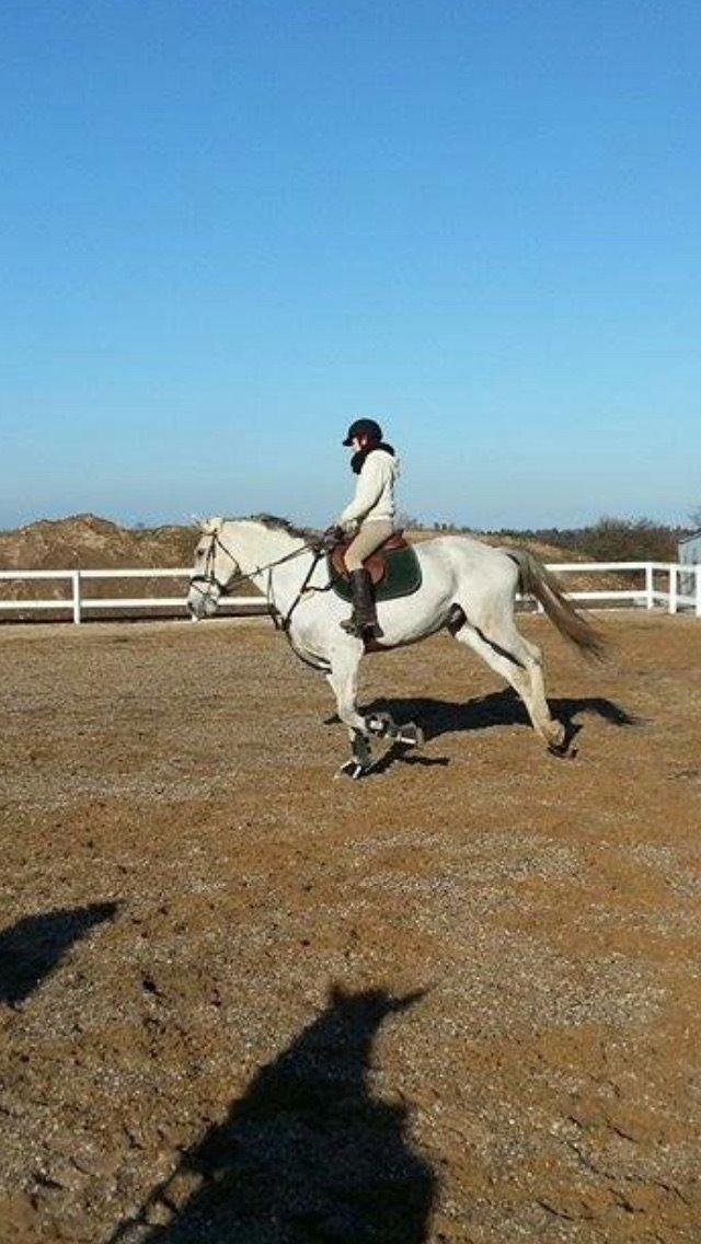 Belgisk varmblod Ilenkan billede 6