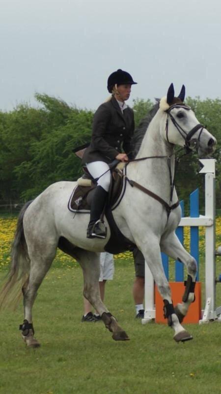 Belgisk varmblod Ilenkan - billedet er lånt af forrige ejer!! billede 3