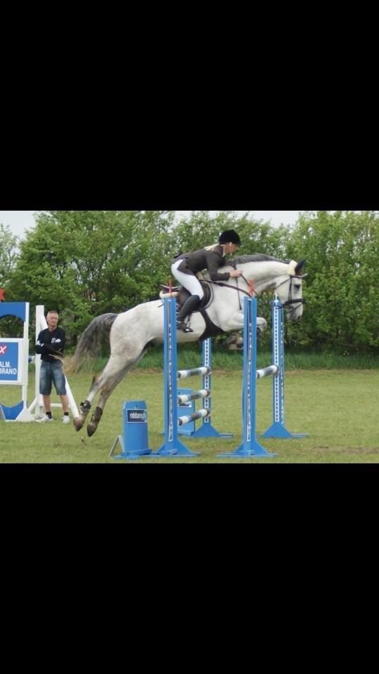 Belgisk varmblod Ilenkan - billedet er lånt af forrige ejer!! billede 7