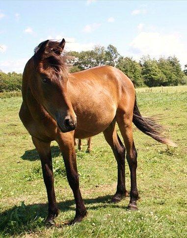 Anden særlig race Grønvangs Edward |Eddie| billede 27