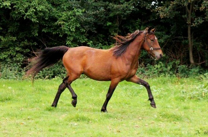 Anden særlig race Grønvangs Edward |Eddie| billede 48