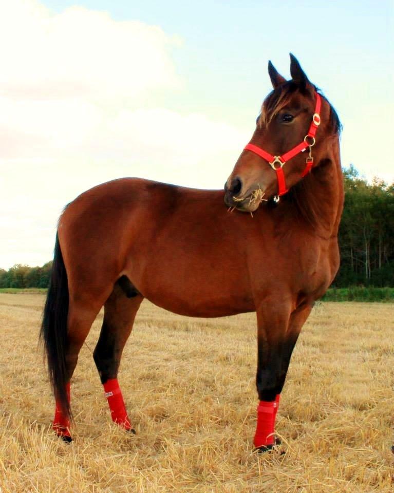 Anden særlig race Grønvangs Edward |Eddie| billede 34