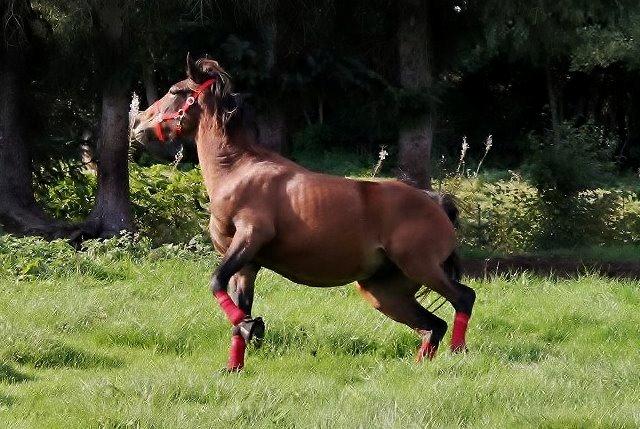 Anden særlig race Grønvangs Edward |Eddie| billede 44