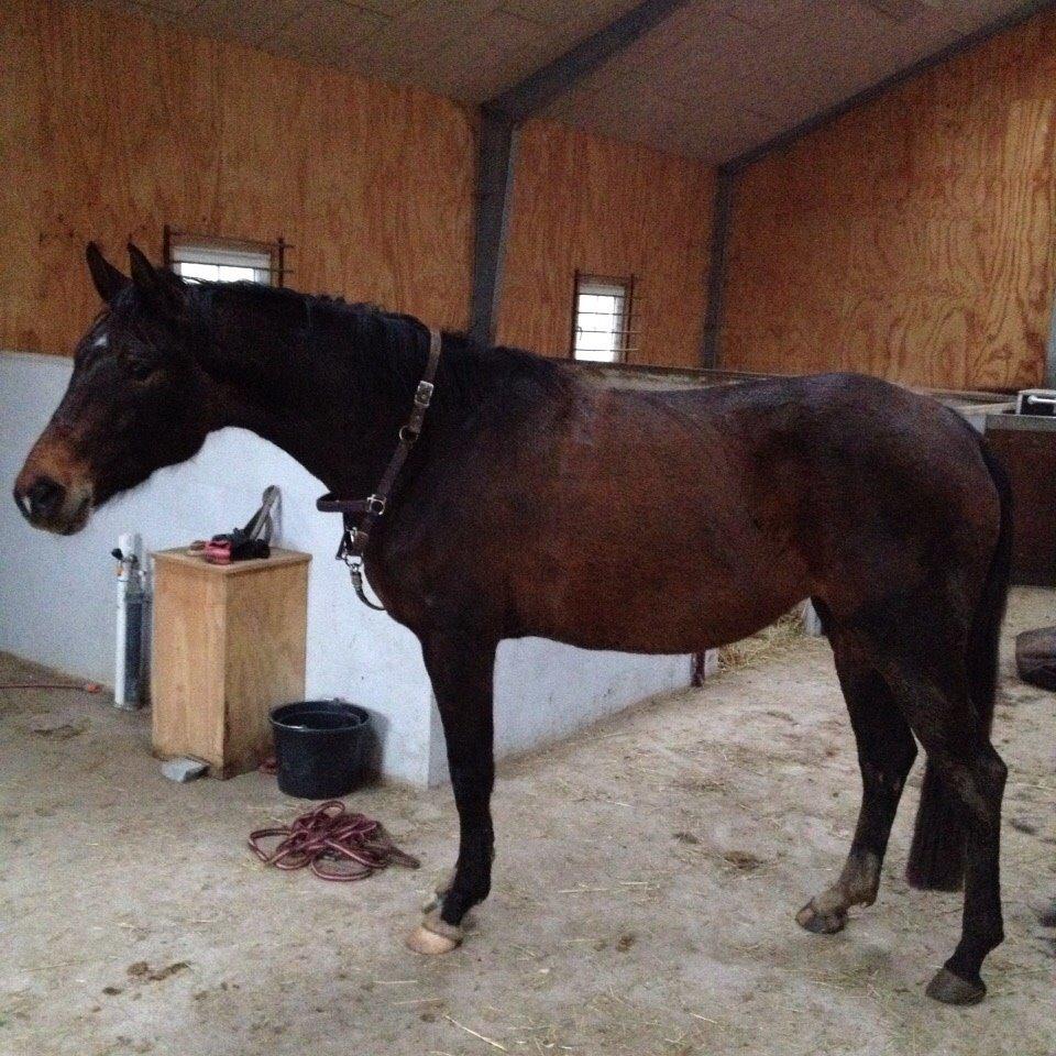 Dansk Varmblod Que Kimer billede 16